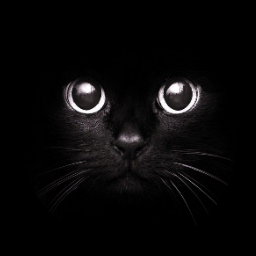 cute-black-cat