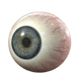 eye