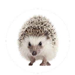 hedgehog