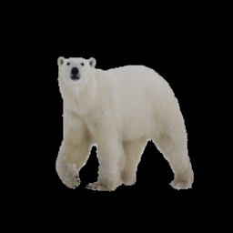 polar