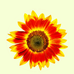 sunflower1