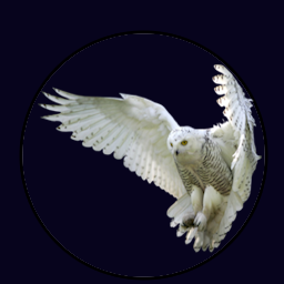 whiteowl