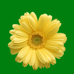 yellowdaisy