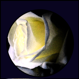 yellowrose