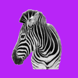 zebra
